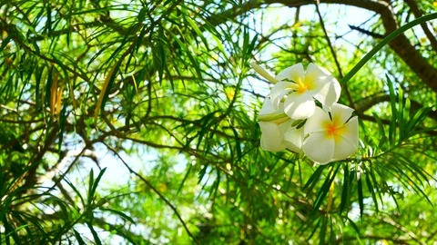 Slow motion white flower on the branch of tree at park, on nature background Stock Footage 100586262