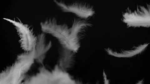 Slow motion of white fluffy feathers isolated on black background Video stock 134456714