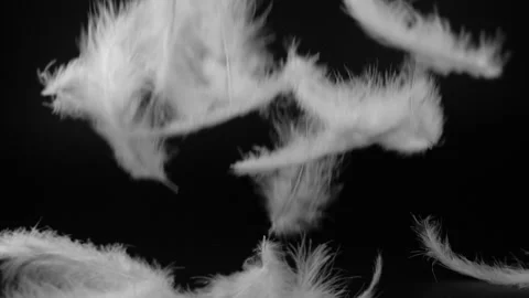 Slow motion of white fluffy feathers isolated on black background Stock Footage 138552870