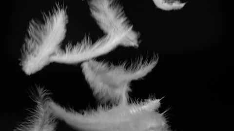 Slow motion of white fluffy feathers falling and flying over black background Stock Footage 140713485