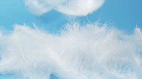 Slow motion of white fluffy feathers falling and flying over blue background Stock Footage 141529332