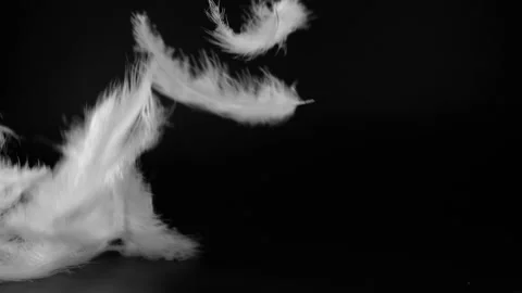 Slow motion of white fluffy feathers falling and flying over black background Stock Footage 141636105