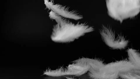 Slow motion of white fluffy feathers falling and flying over black background Stock Footage 141971543