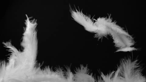Slow motion of white fluffy feathers falling and flying over black background Vídeo Stock 143128385
