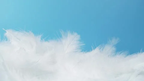 Slow motion of white fluffy feathers falling and flying over blue background Stock Footage 146937179
