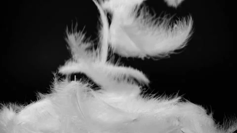 Slow motion of white fluffy feathers falling and flying over black background Stock Footage 147424465