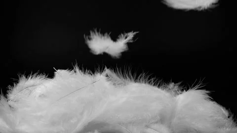 Slow motion of white fluffy feathers falling and flying over black background Stockbeeldmateriaal 148064468