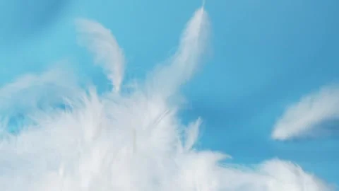 Slow motion of white fluffy feathers falling and flying over blue background Stock Footage 148252204