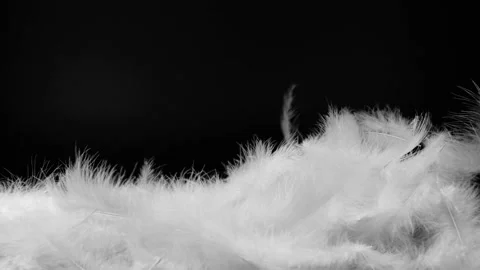 Slow motion of white fluffy feathers falling and flying over black background Video stock 149285744