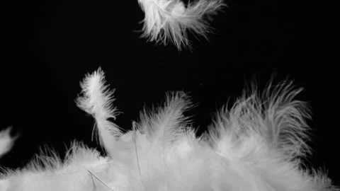 Slow motion of white fluffy feathers falling and flying over black background Stock Footage 150009844
