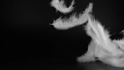 Slow motion of white fluffy feathers falling and flying over black background Vídeo Stock 270035467