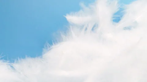 Slow motion white fluffy feathers falling and flying on chroma key background Stock Footage 271615990