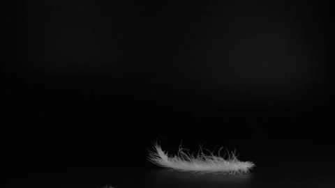 Slow motion of white fluffy feathers falling and flying over black background Stock Footage 272875022