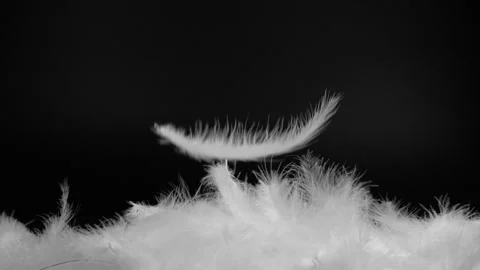 Slow motion of white fluffy feathers falling and flying over black background Stock Footage 274119045