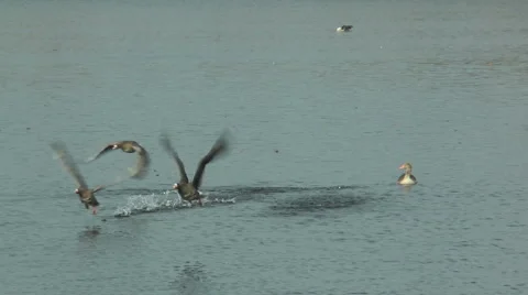Slow motion white-fronted geese  (anser albifrons) taking off from lake close up Stock Footage 43262166