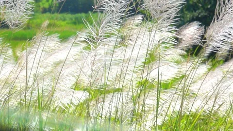 Slow motion white grass on wind blowing on blurred green nature background Vídeo Stock 118736022