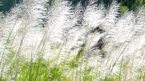 Slow motion white grass on wind blowing on blurred green nature background Stock Footage 118736191