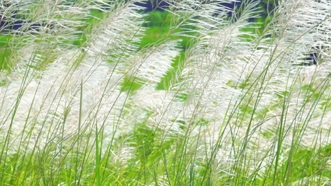 Slow motion white grass on wind blowing on blurred green nature background Video stock 118736262