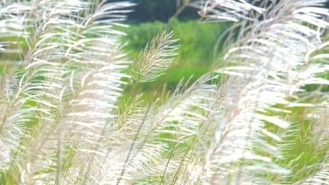 Slow motion white grass on wind blowing on blurred green nature background Vidéo 118736274