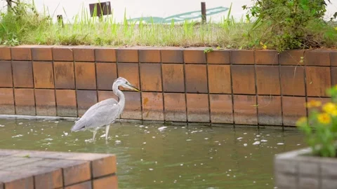 Slow motion of white heron standing by pond in Ohori Park Fukuoka Japan Stock Footage 321082011