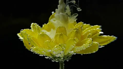Slow motion white ink paint in water and yellow flower on black background. 스톡 동영상 144254025