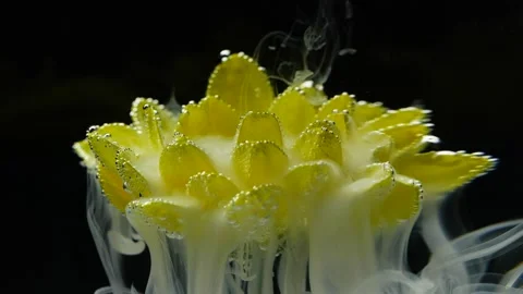 Slow motion white ink paint in water and yellow flower on black background. Stock Footage 146353336