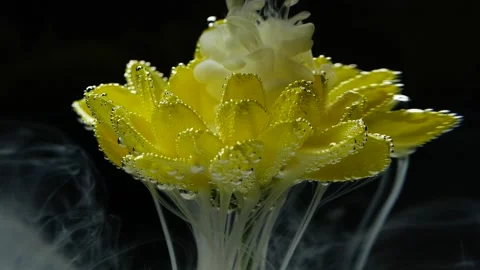 Slow motion white ink paint in water and yellow flower on black background. Stock Footage 146763215