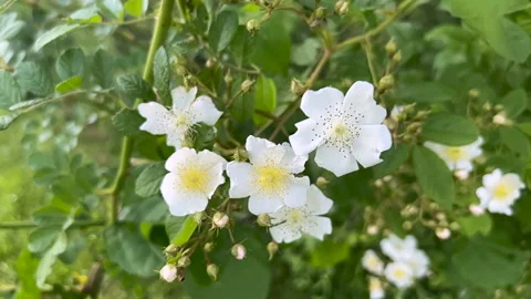 Slow motion white multiflora rose flowers with yellow stamen and green leaves in Stock Footage 196054994