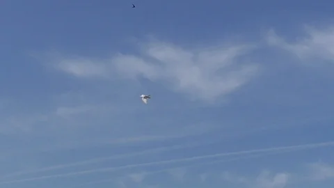 Slow motion: White roller pigeon flying and rolling in the sky, somersault bird Video stock 90265877