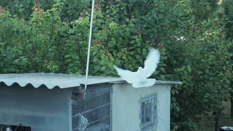 Slow motion of a white roller pigeon performing a backward flip acrobatics f Video stock 337521614