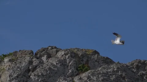 SLOW MOTION: White seagull flying away from rock (180fps) Stock-Footage 84045516