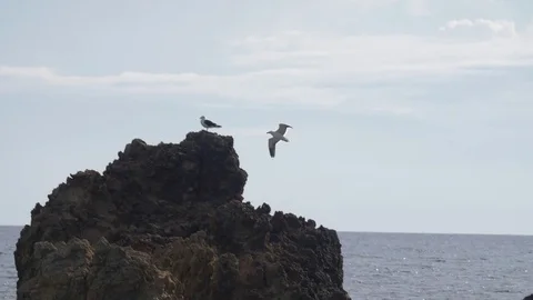 SLOW MOTION: White seagull flying low past a rock (180fps) Stock-Footage 84045923
