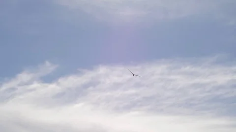 SLOW MOTION: White seagull flying in the sky (180fps) Stock-Footage 84046945