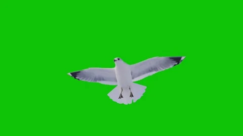 Slow motion of white seagull flying on green screen background 스톡 동영상 340628196