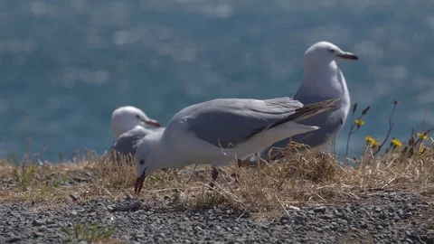 SLOW MOTION: White seagull plays with bone (180fps) Stock-Footage 83869815