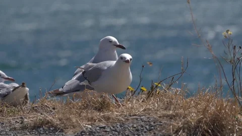 SLOW MOTION: White seagull tries to eat butterfly (180fps) Stock-Footage 83869826