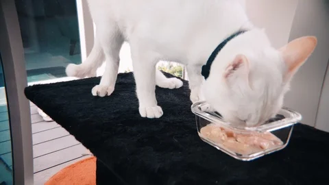 Slow motion of a white siamese cat eating wet food in a transparent glass bowl Stock-Footage 100638579