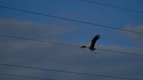 Slow motion. White stork flying. Wild Nature video. Stock Footage 91802870