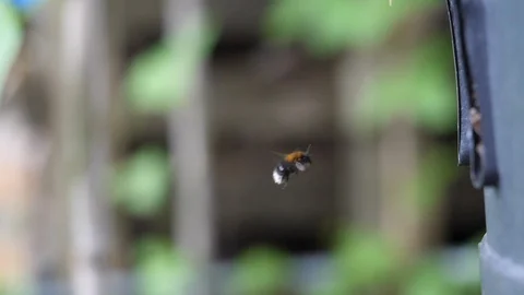 Slow motion  White tailed bumblebee Bombus lucorum worker at nest Stock Footage 98906141