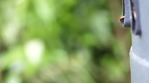 Slow motion White tailed bumblebee Bombus lucorum flying to nest Video stock 108053822