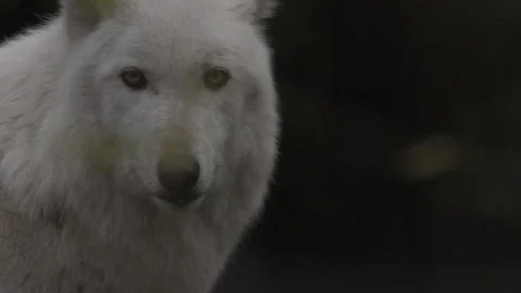 Slow Motion White Wolf Stock Footage 165303688