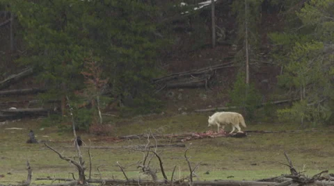 Slow motion white wolf walks away from carcass to urinate on tree Stock Footage 63387514