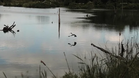 Slow motion white wood stork (Mycteria americana) taking flight Stock Footage 106948227