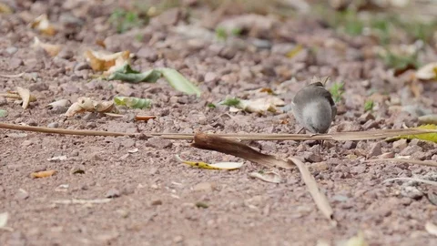 Slow motion Whitehead bird feeding on the ground Video stock 108515216