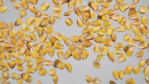 Slow motion. A whole grain of corn flyin... | Stock Video | Pond5