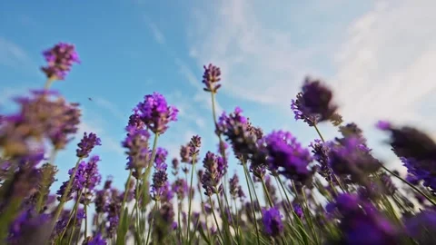 Slow-motion wide-angle shot of lavender against a soft, cloud-filled sky. Stock Footage 291323627