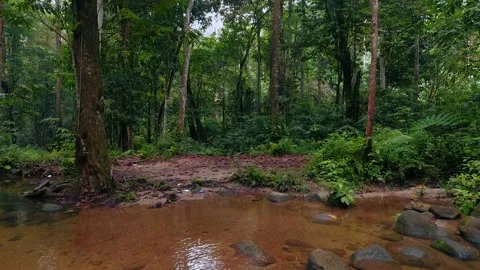 Slow Motion Wide Angle Track-In Small Water Creek in Tropical Rainforest Jungle 스톡 동영상 164257823