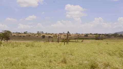 A slow-motion wide of Giraffe.  Serengeti, Tanzania. Stock Footage