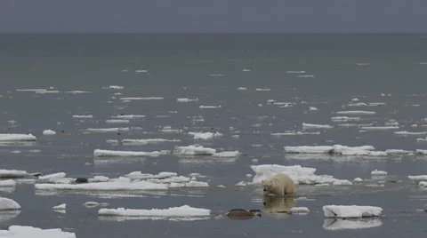 Slow motion - wide polar bear wades out of sea through ice Stock Footage 67757232