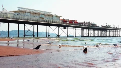 Slow Motion Wide Shot of Crows and Gulls Foraging in Fresh Water Runoff by Stock Footage 336105283